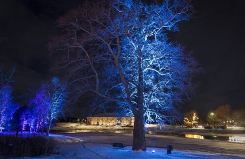 talvinen puu ja Riihisaaren rakennus