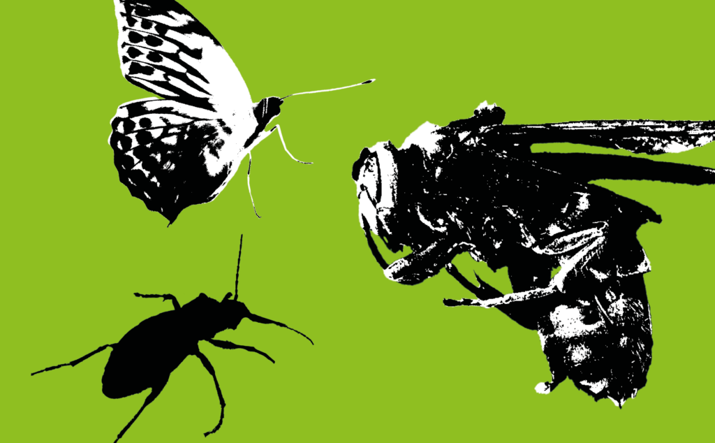 Vihreä tausta, jossa mustavalkopiirros kolmesta erikokoisesta hyönteisestä.