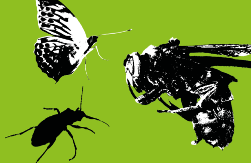 Vihreä tausta, jossa mustavalkopiirros kolmesta erikokoisesta hyönteisestä.
